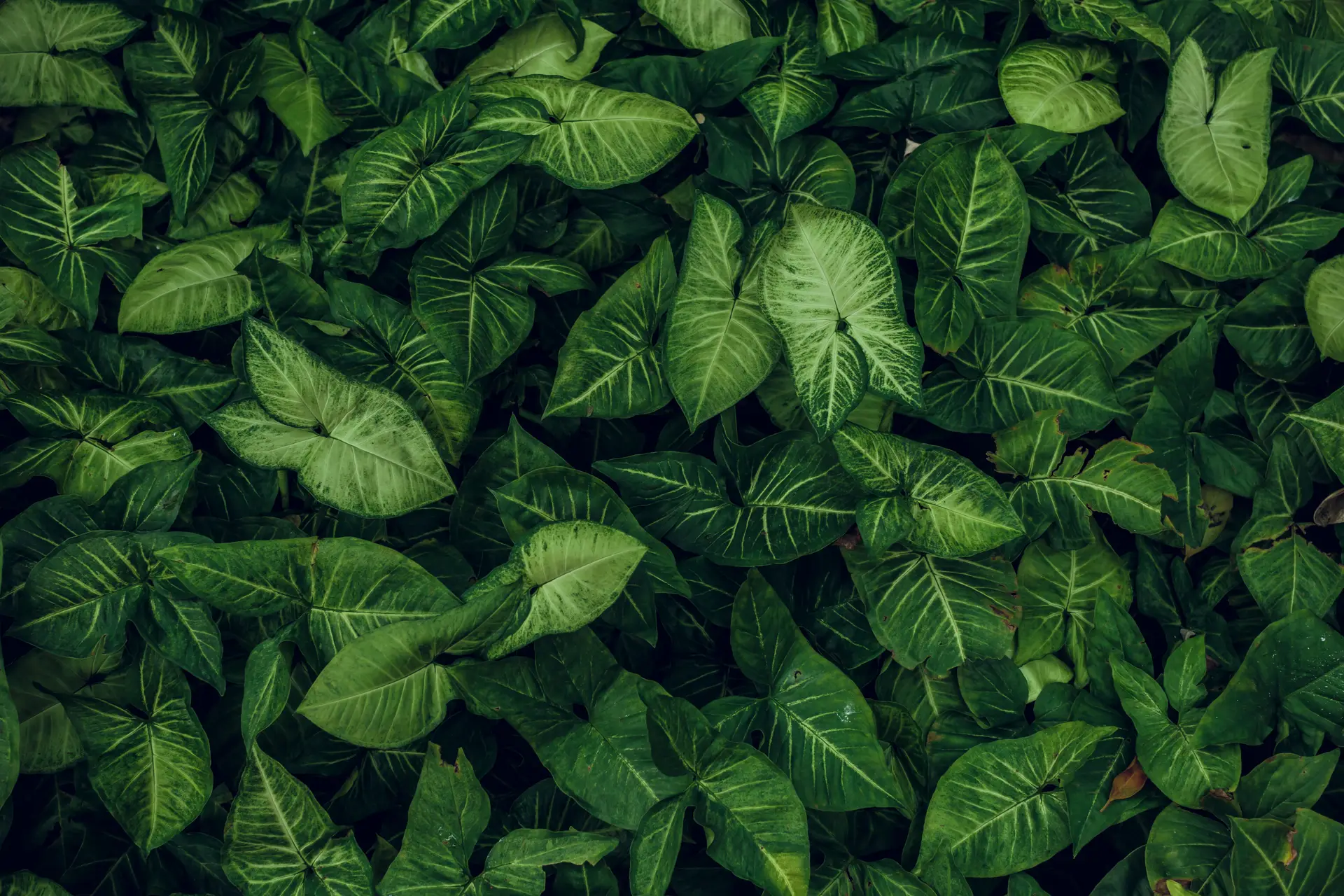 Footer background