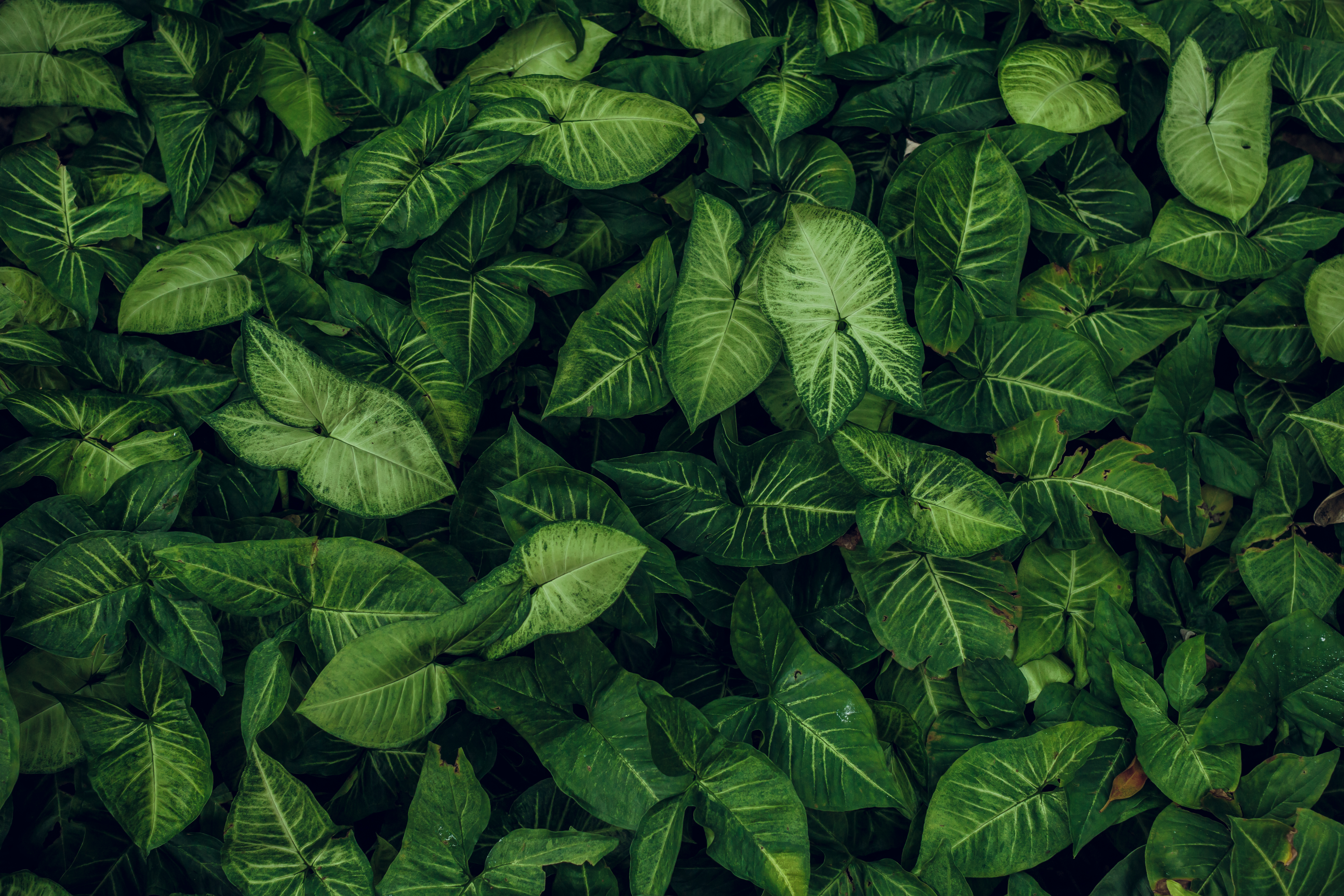 Footer background